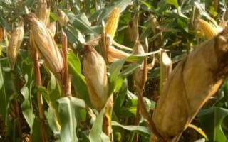 和育639玉米品種的特性，適宜播種期4月下旬至5月上旬