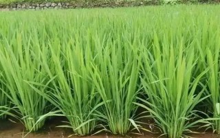 深優(yōu)5438水稻品種簡(jiǎn)介，全生育期118.5天