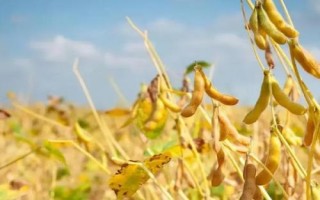 撫豆29大豆品種簡介，在遼寧省春播種植