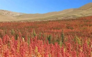 種植藜麥的前景，當(dāng)前市場(chǎng)需求大前景可觀