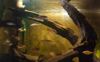 魚能吃什么，不同種類的魚吃的東西不同