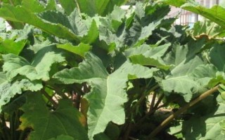 大黃是什么植物，是大黃屬多年生草本植物的統(tǒng)稱