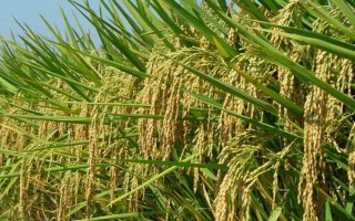 會粳8號水稻種子簡介，全生育期175天左右