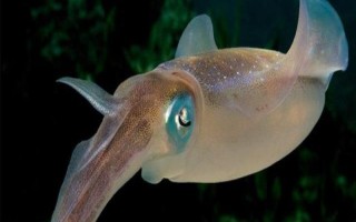 魷魚是哪種動物，是槍烏賊科軟體動物