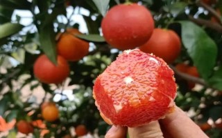 什么品種的橙樹苗好，常見的有塔羅科血橙、紐荷爾臍橙等