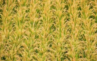 圳優(yōu)6377水稻種子特點，全生育期113.4天