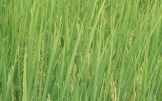 揚(yáng)秈優(yōu)918水稻種子特點(diǎn)，屬三系雜交中秈稻品種