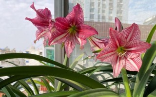 朱頂紅11月份能栽盆里嗎，可以但需確保環(huán)境溫度在15℃以上
