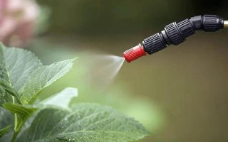 好聽又有深意的植物，常見的有紫珠、玉簪、流蘇等