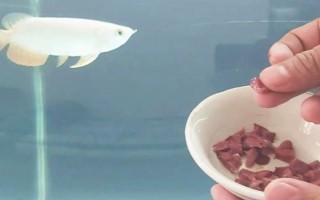 怎么給銀龍魚喂食，建議每天投喂三至四次