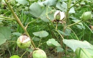 皖雜棉12號棉花種簡介，高抗枯萎病