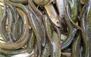 細(xì)甲魚的產(chǎn)地，遼寧、陜西、安徽等省份均有產(chǎn)出