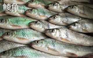 鯪魚和鯉魚一樣嗎，類別比較接近但不是同一種魚