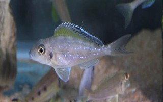 七彩珍珠魚(yú)好不好養(yǎng)，飼養(yǎng)難度不大