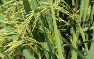 楓林絲苗水稻種子特征特性，6月下旬播種