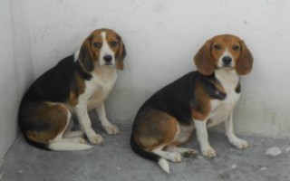 比格犬吃什么狗糧，專(zhuān)業(yè)的狗糧最為合適