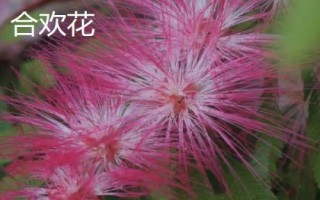 合歡花與含羞草有什么區(qū)別，合歡花是喬木、含羞草是草本植物或亞灌木