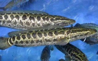 黑魚是不是世界上最臟的魚，鯰魚比黑魚更臟