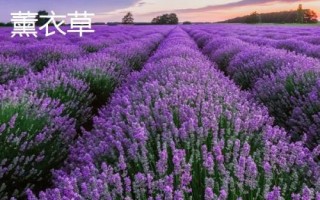 薰衣草和馬鞭草的區(qū)別，薰衣草的花序呈輪傘狀