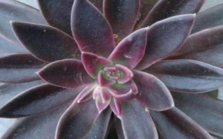 多肉植物景天科擬石蓮花屬有哪些，常見(jiàn)以下9種