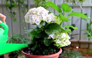 如何讓繡球花多開(kāi)花，將溫度保持在20℃可促進(jìn)花朵開(kāi)放