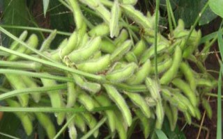 道秋39大豆種子特征特性，6月20日前播種