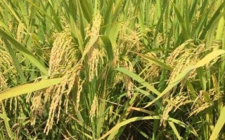 荃優(yōu)071水稻種子特點(diǎn)，每畝有效穗數(shù)16.7萬(wàn)穗