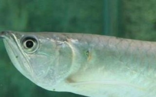 銀龍魚不吃東西的原因，可能是不適應新環(huán)境或水溫過低等