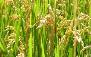 全兩優(yōu)鄂豐絲苗水稻品種簡(jiǎn)介，生育期132.2天