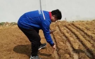 種植紅豆的時(shí)間和方法，一般為每年5-6月份