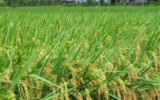 億豐優(yōu)798水稻種子介紹，本田每畝施純氮12千克左右
