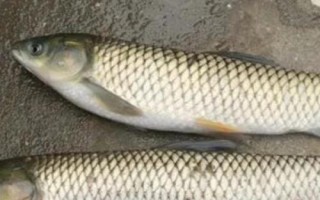 水魚可以放生到河里嗎，可以放生但要選擇放到小河中