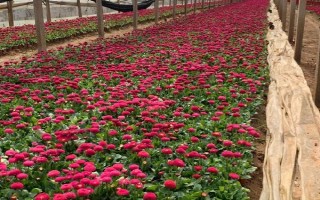 雛菊的種植方法，用溫水浸種后再播入盆土中