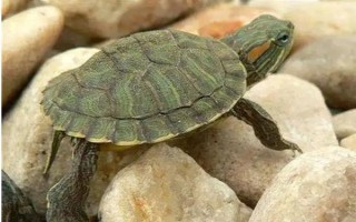 烏龜?shù)募毦鷷粫魅窘o人類，人工養(yǎng)殖的烏龜一般不會感染人體