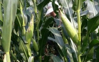 DF636玉米種子特征特性，全生育期灌水3-4次