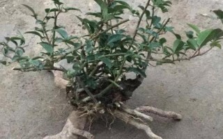 金櫻子盆栽能結果嗎，是可以結果的