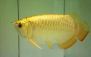 高背紅尾金龍魚好不好養(yǎng)，有一定的飼養(yǎng)難度