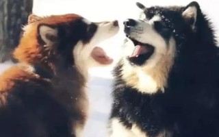 阿拉斯加雪橇犬的訓(xùn)練方法，使用特定語(yǔ)氣加上手勢(shì)動(dòng)作可讓它聽(tīng)話