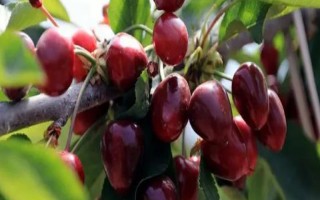 車(chē)?yán)遄拥姆N植環(huán)境介紹，可以在每年4-5月份進(jìn)行種植