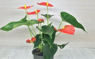夏季怎么對(duì)紅掌澆水，每天均可澆一次