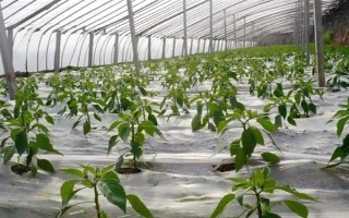 夏季蔬菜育苗要注意什么，及時(shí)分苗間苗可讓秧苗更粗壯
