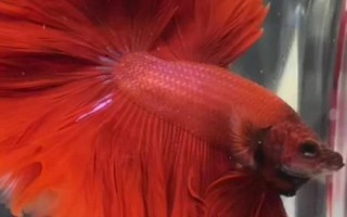 斗魚吃什么，動物性、植物性和合成飼料都吃