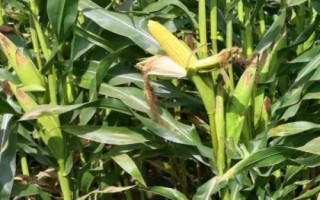 點金玉767玉米種子簡介，每畝加施復合肥25千克
