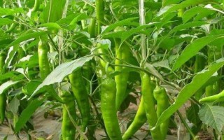 辣椒細(xì)菌斑點(diǎn)病，主要為害葉片