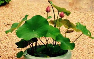 怎樣在家里養(yǎng)荷花，春夏期間每天澆水一次
