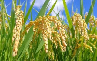 博優(yōu)5058水稻種子特征特性，桂南7月上旬播種