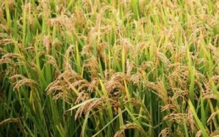 福優(yōu)9188水稻品種簡介，苗期注意防治稻薊馬