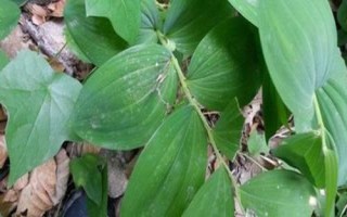 常見(jiàn)的玉竹病害怎么防治，需根據(jù)實(shí)際情況采取不同措施