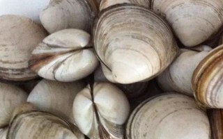 白蜆子的產(chǎn)地，主要分布于俄羅斯、日本、韓國、中國沿海等地