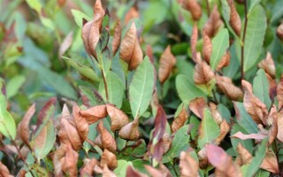 茶樹的生長溫度，日平均氣溫需要穩(wěn)定在10℃以上為佳